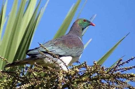Photo of property in 91a Bald Hill Road, Waiuku, Pukekohe, 2678