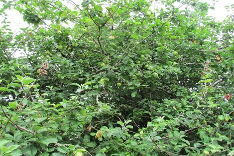 Photo of property in 45 Town Belt South, Blackball, 7804