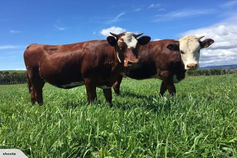 Photo of property in 440 Hokio Beach Road, Hokio Beach, Levin, 5571