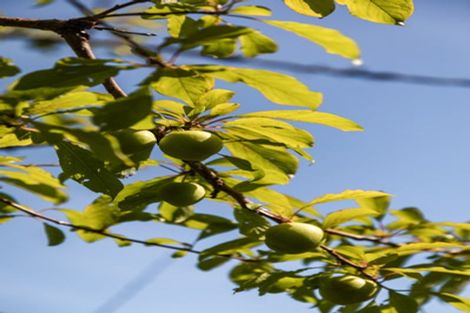 Photo of property in 35 Waiomu Valley Road, Waiomu, Thames, 3575