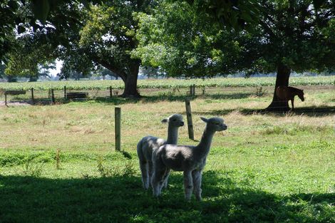 Photo of property in 308 Mill Road, Ohaupo, 3881