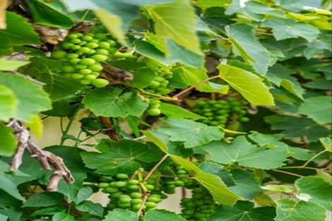 Photo of property in 23 Routley Crescent, Elderslea, Upper Hutt, 5018