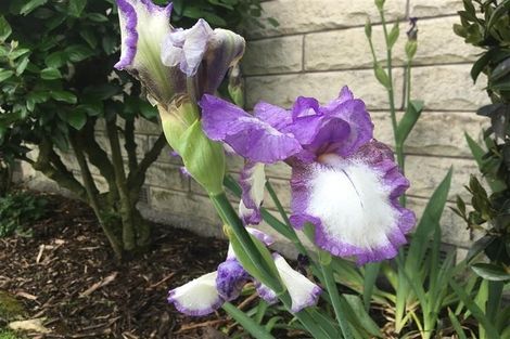 Photo of property in 13 Glassey Drive, Allenton, Ashburton, 7700