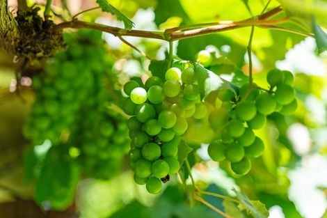 Photo of property in 665 Whangarei Heads Road, Tamaterau, Whangarei, 0174