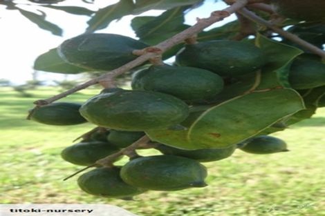 Photo of property in 324 Greig Road, Matata, Whakatane, 3194