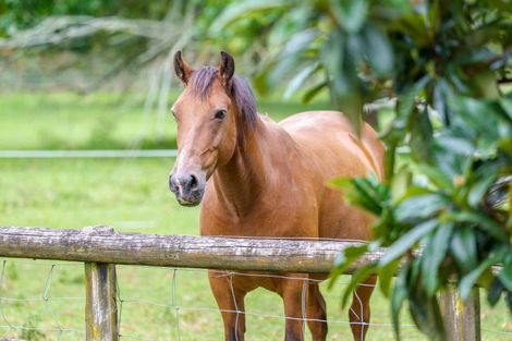 Photo of property in 97 Butcher Road, Matangi, Hamilton, 3284