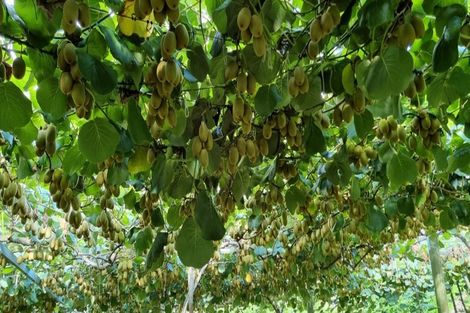 Photo of property in 84 Jensen Road, Omanawa, Tauranga, 3171