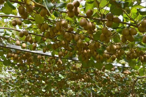 Photo of property in 35 Poplar Lane, Kerikeri, 0293