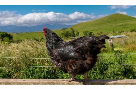 Photo of property in 407 Elephant Hill Road, Waihao Downs, Waimate, 7977