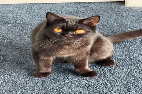 Photo of property in 14 Oruamo Place, Beach Haven, Auckland, 0626