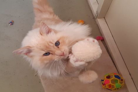 Photo of property in 18 Thews Road, Tinwald, Ashburton, 7778