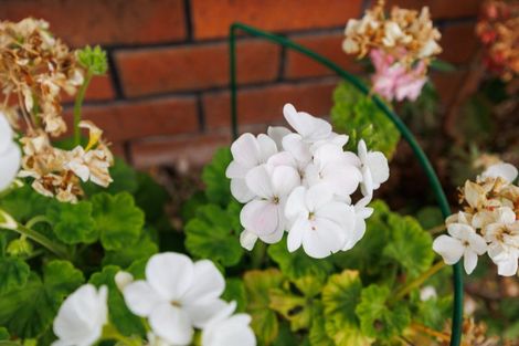 Photo of property in 15-17 Mcarthur Street, Terrace End, Palmerston North, 4410