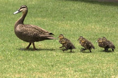 Photo of property in 7a Merwood Lane, Devonport, Auckland, 0624