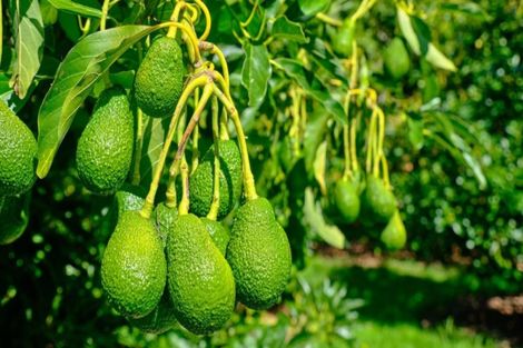 Photo of property in 159 Walker Road East, Aongatete, Katikati, 3178