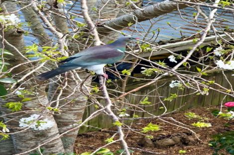 Photo of property in 9 Amokura Street, Waikanae, 5036