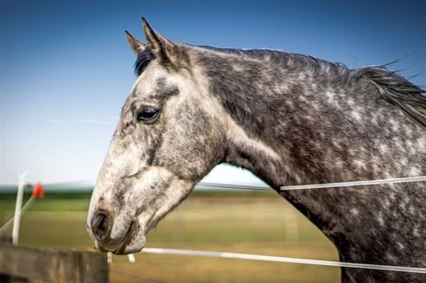 Photo of property in 321 Southbridge Leeston Road, Leeston, 7683