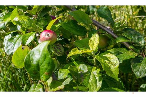 Photo of property in 407 Elephant Hill Road, Waihao Downs, Waimate, 7977
