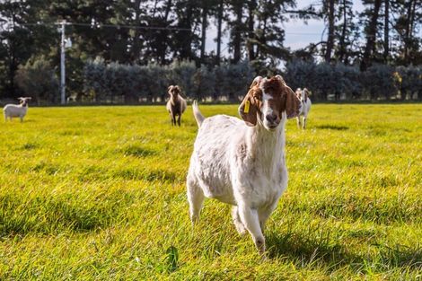 Photo of property in 23 Settlement Road, Morison Bush, Greytown, 5794