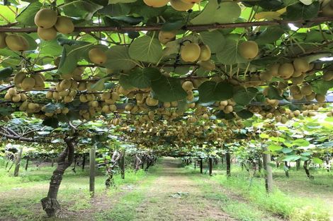 Photo of property in 3 Penderel Road, Rangiuru, Te Puke, 3188