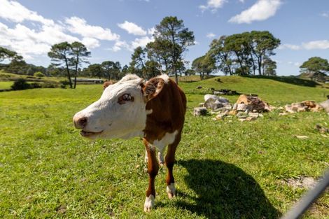 Photo of property in 259 Mcphail Road, Oropi, Tauranga, 3173