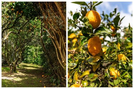 Photo of property in 324 Youngson Road, Whakamarama, Tauranga, 3179