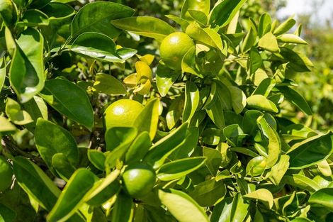 Photo of property in 15 Church Street, Kawakawa, 0210