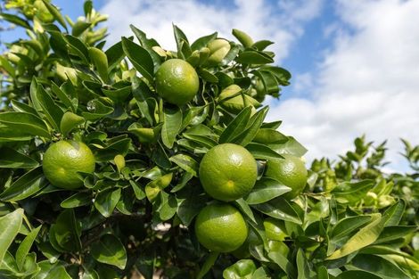 Photo of property in 99 Russell Road, Huntly, 3700