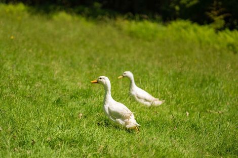 Photo of property in 506 Pakihi Road, Toatoa, Opotiki, 3197