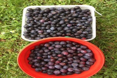 Photo of property in 70 Parore Street, Parore, Dargaville, 0372