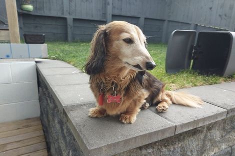 Photo of property in 1/367 Wairau Road, Totara Vale, Auckland, 0629