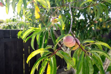 Photo of property in 1a Christian Place, Awapuni, Palmerston North, 4412