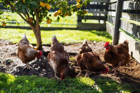 Photo of property in 178 Mowbray Road, Waharoa, Matamata, 3471