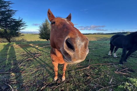 Photo of property in 520 Milton Highway, Stony Creek, Balclutha, 9272