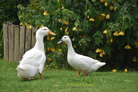 Photo of property in 52 Gallie Branch Road, Matakohe, 0594