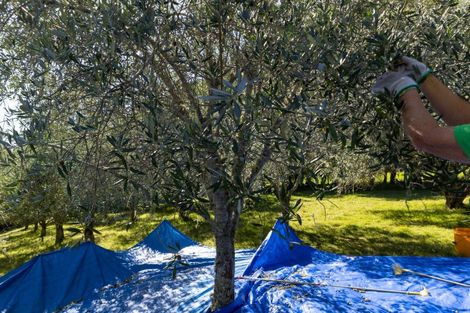 Photo of property in 32 Ara Lane, Kerikeri, 0230