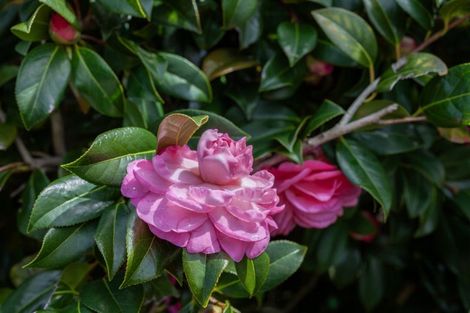 Photo of property in 33 Gandalf Crescent, Paraparaumu, 5032