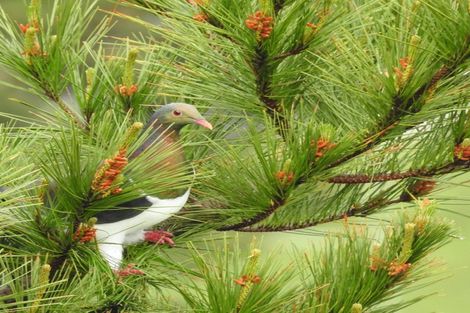 Photo of property in 24 Dominica Crescent, Grenada Village, Wellington, 6037