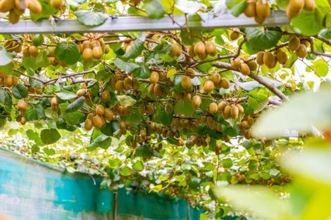 Photo of property in 866 No 2 Road, Te Ranga, Te Puke, 3182