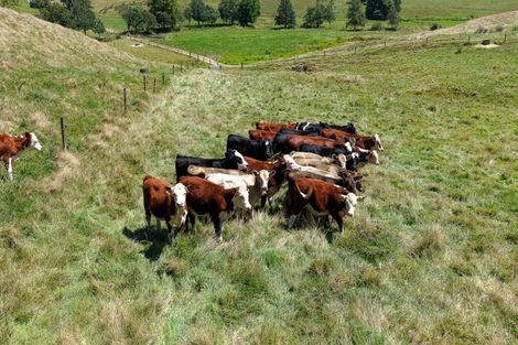 Photo of property in 880 Kopuku Road, Maramarua Forest, Pokeno, 2471