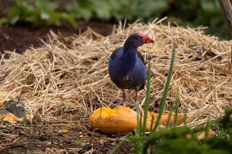 Photo of property in 148 Watershed Road, Bunnythorpe, Palmerston North, 4470