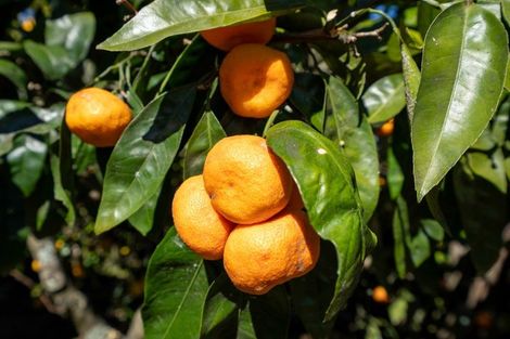 Photo of property in 179 Victoria Street, Cambridge, 3434