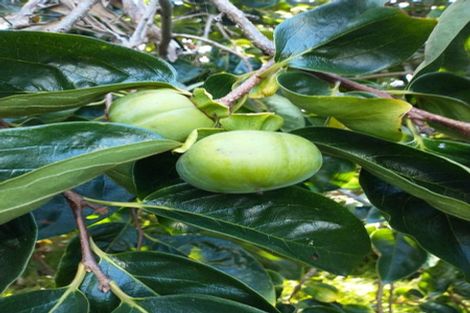 Photo of property in 109 Vinegar Hill Road, Kauri, Kamo, 0185