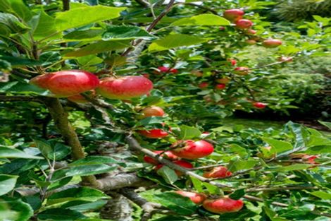 Photo of property in 107 Doctors Point Road, Waitati, 9085