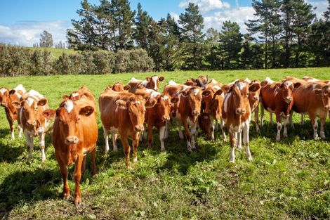 Photo of property in 1191 Old Te Aroha Road, Okauia, Matamata, 3471