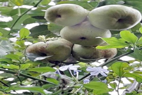 Photo of property in 10 Monmouth Place, Tamatea, Napier, 4112