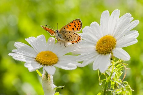 Photo of property in 17 Thomason Crescent, Pokeno, 2402