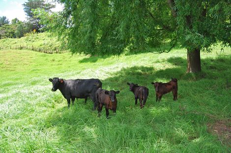 Photo of property in 87 Hurndall Street East, Maungaturoto, 0520