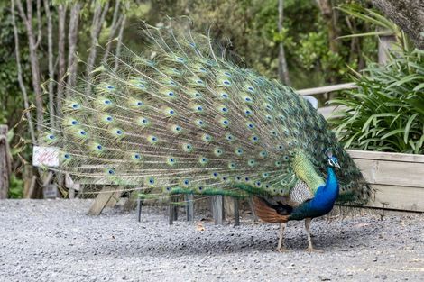 Photo of property in 308 Henderson Valley Road, Henderson Valley, Auckland, 0612