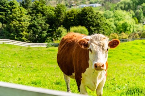 Photo of property in 124 Devich Road, Mangawhai, Wellsford, 0975