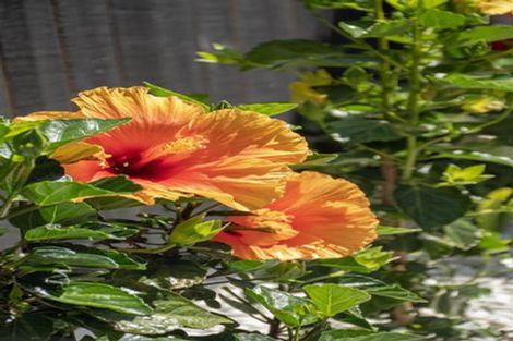 Photo of property in 8 Ngaire Way, Papamoa Beach, Papamoa, 3118